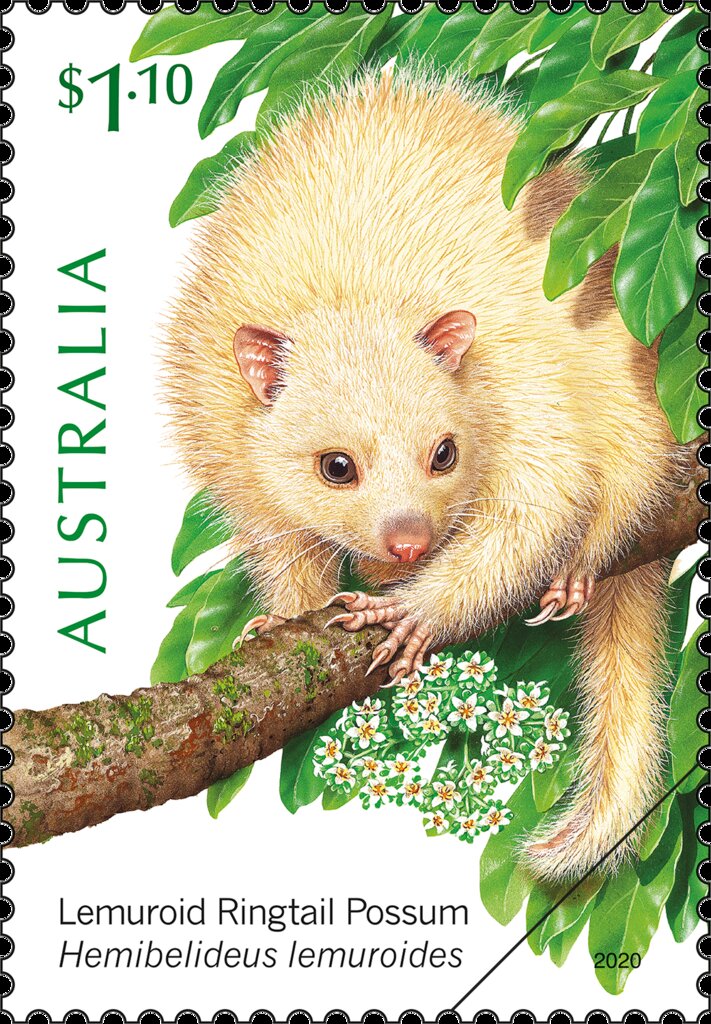 Lemuroid Ringtail Possum (Hemibelideus lemuroides)