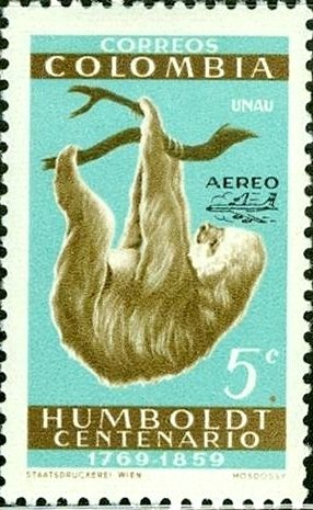 Linnaeus's two-toed Sloth (Choloepus didactylus)