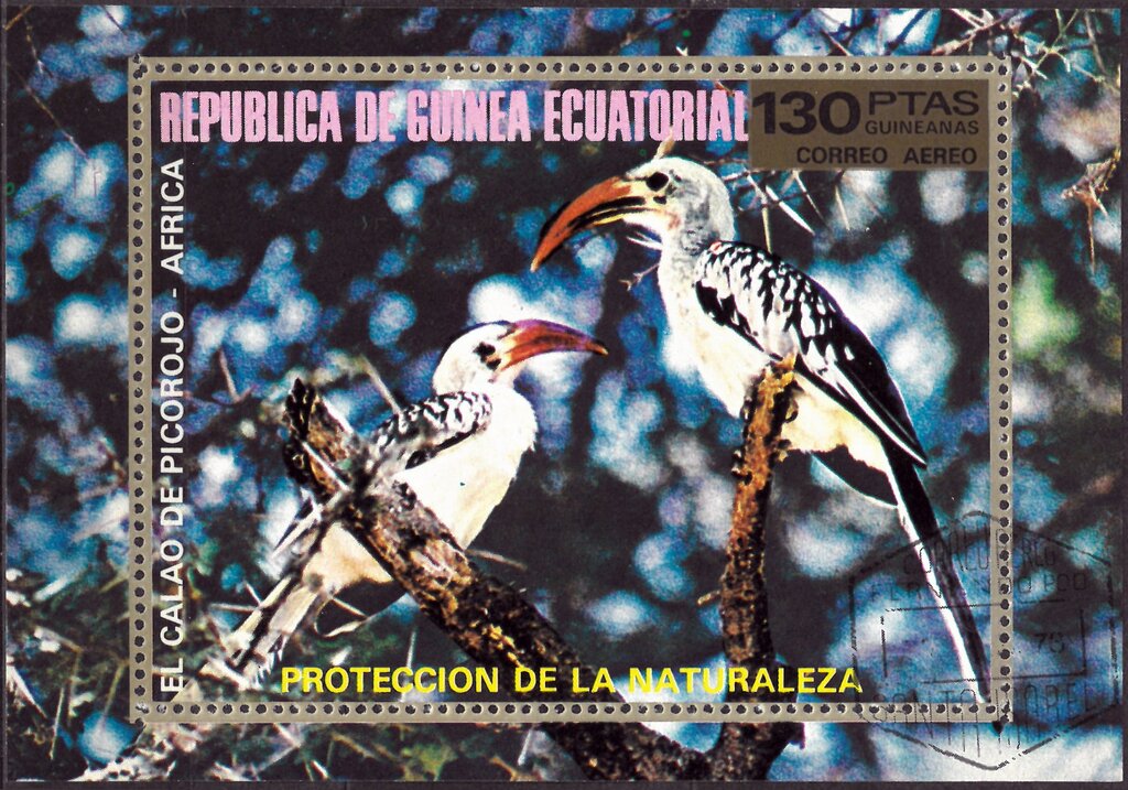 Red-billed Hornbill (Tockus erythrorhynchus)