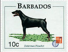 Doberman pinscher