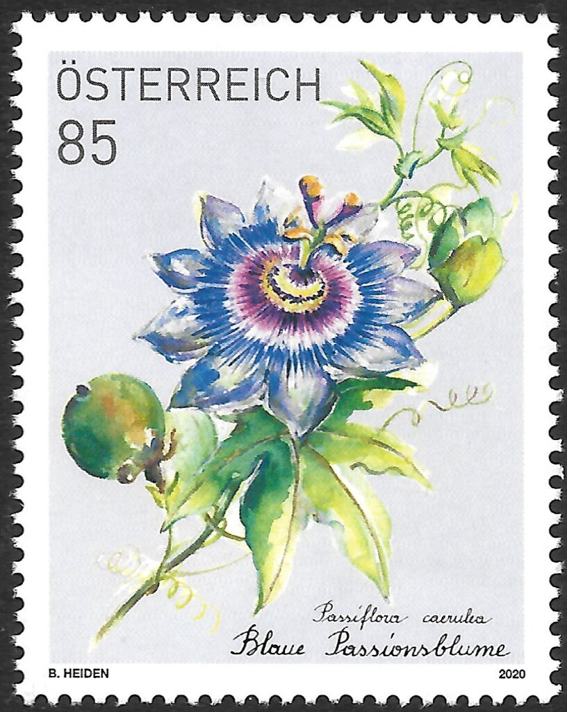 Blue Passionflower (Passiflora caerulea)