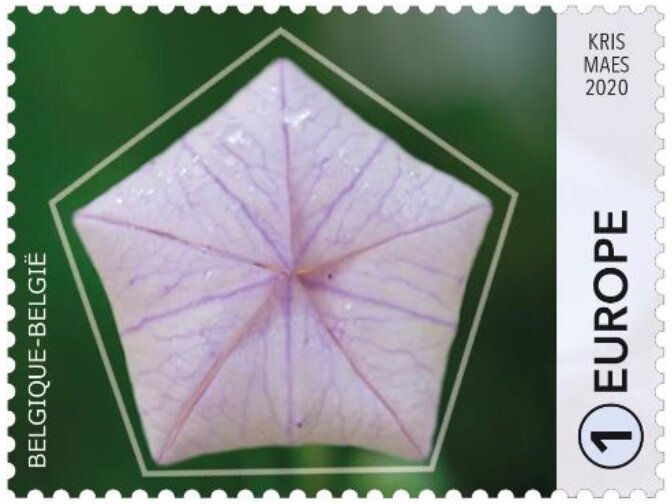 Balloon Flower (Platycodon grandiflorus)