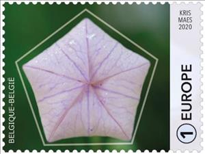 Stamp, Balloon Flower (Platycodon grandiflorus), Belgium,  , Flowers, Plants (Flora)