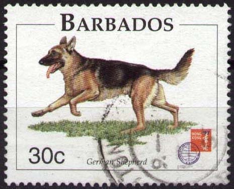 German Shepherd