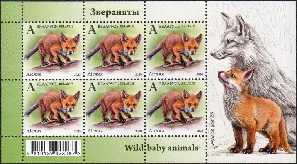 Fox Cub (Vulpes vulpes)