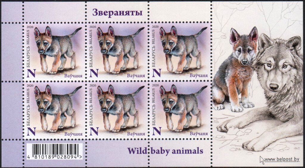 Wolf Cub (Canis lupus)
