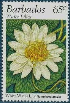 White water lily