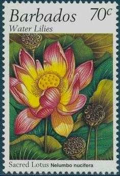Sacred lotus