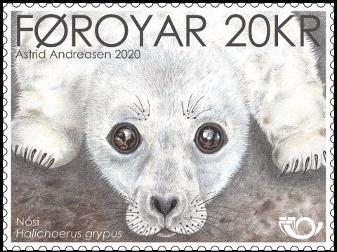 Grey Seal (Halichoerus grypus)