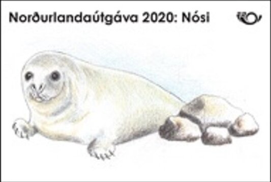 Grey Seal (Halichoerus grypus)