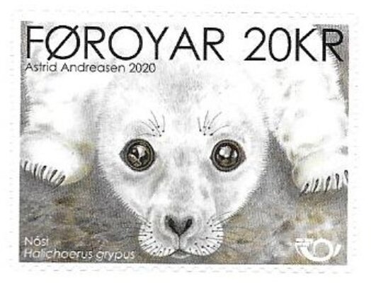 Grey Seal (Halichoerus grypus)