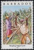 Reaping sugar cane