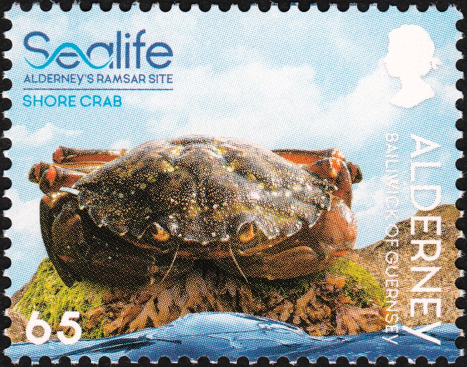Shore Crab