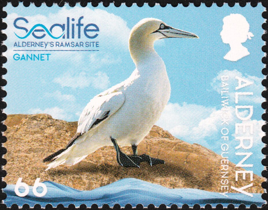 Gannet