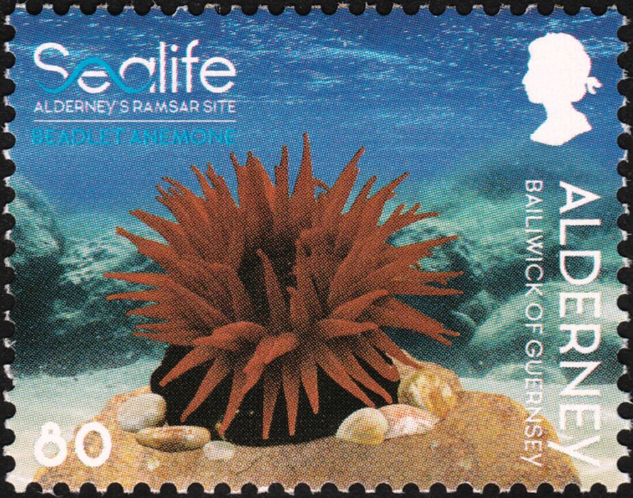 Beadlet Anemone