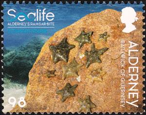 Stamp, Cushion Stars, Alderney,  , Animals (Fauna), Sea Life, Starfish