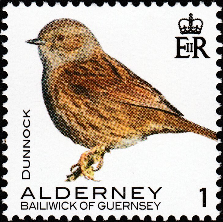 Dunnock
