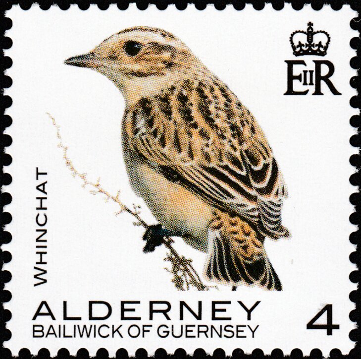 Whinchat