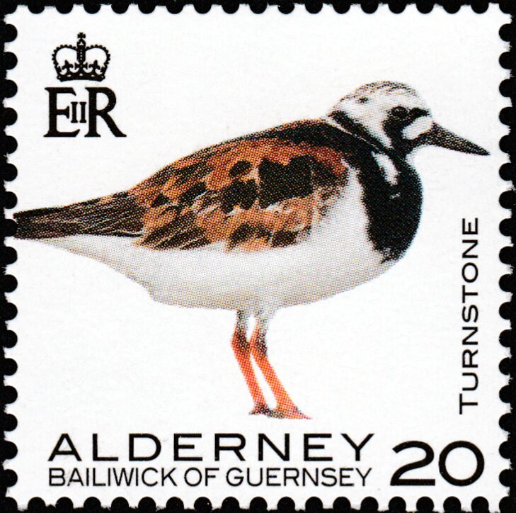 Turnstone
