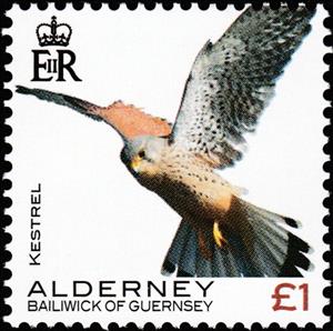 Stamp, Kestrel, Alderney,  , Animals (Fauna), Birds, Birds of Prey