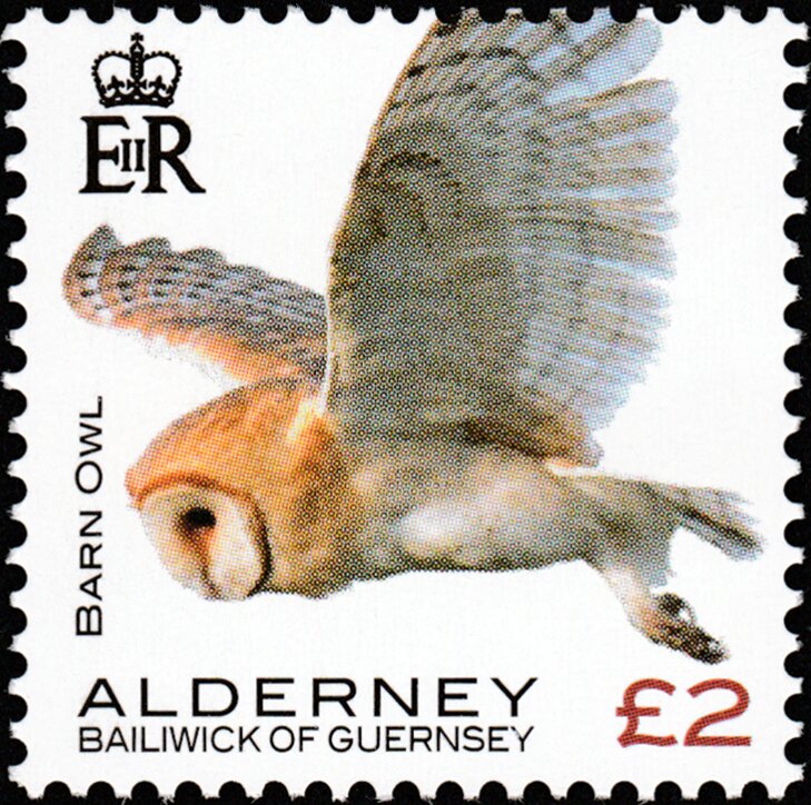 Barn Owl