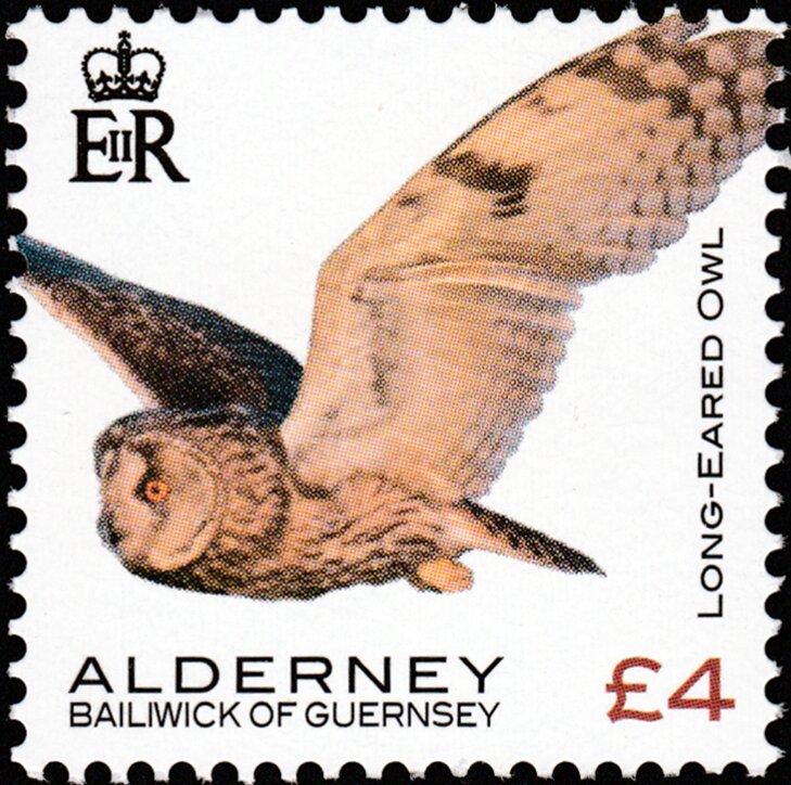 Long-Eared Owl
