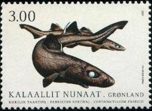 Black Dogfish (Centroscyllium fabricii)