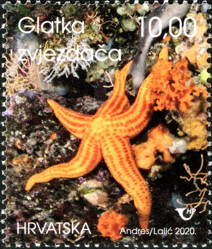 Hacelia attenuata