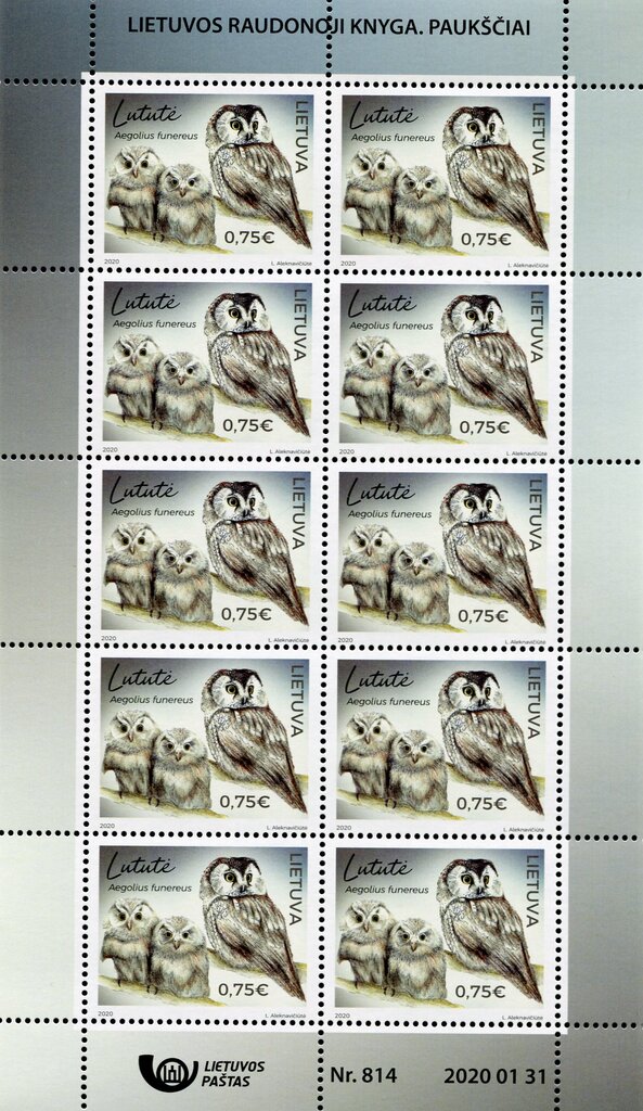 Boreal Owl (Aegolius funereus)