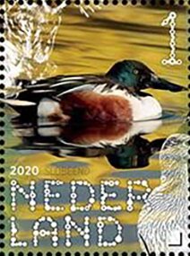 Stamp, Northern Shoveler (Spatula clypeata), Netherlands,  , Animals (Fauna), Birds, Ducks