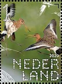 Black-Tailed Godwit (Limosa limosa)