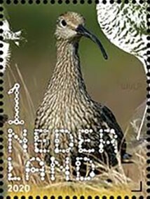Common Curlew (Numenius arquata)