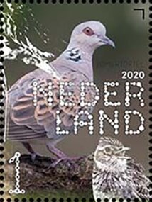 European Turtle Dove (Streptopelia turtur)