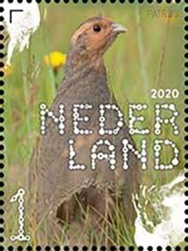 Stamp, Grey Partridge (Perdix perdix), Netherlands,  , Animals (Fauna), Birds