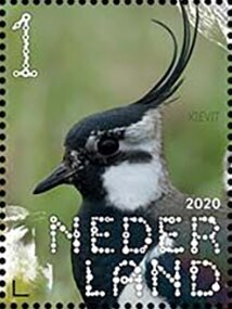 Northern Lapwing (Vanellus vanellus)