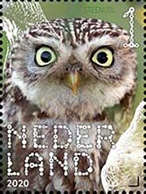 Stamp, Little Owl (Athene vidalii), Netherlands,  , Animals (Fauna), Birds, Birds of Prey, Owls