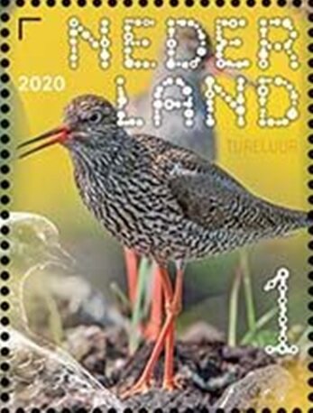 Common Redshank (Tringa totanus)
