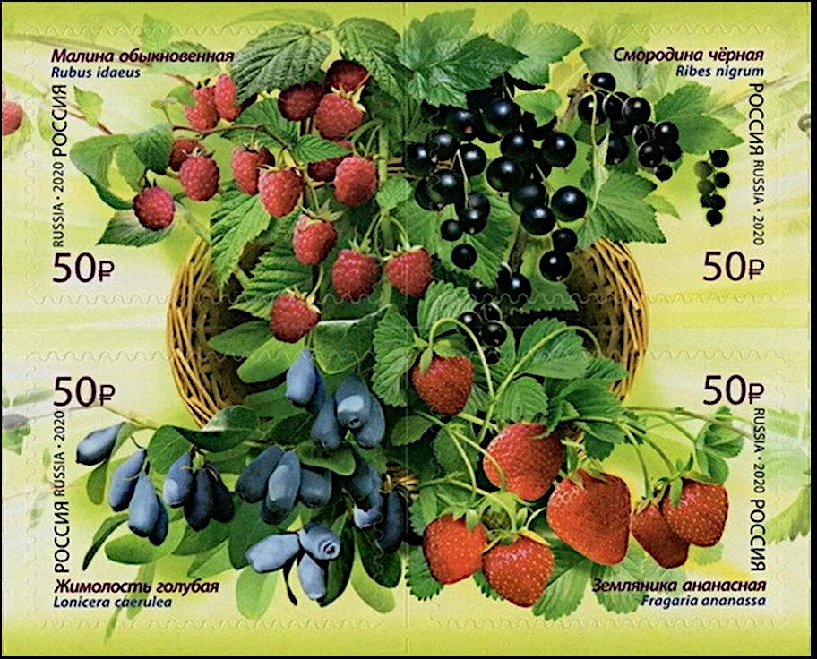 Berries