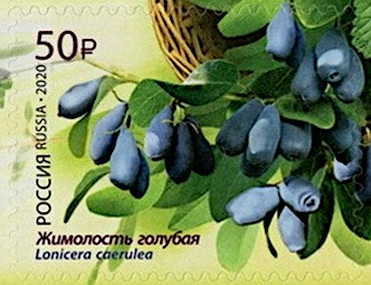 Blue Honeysuckle (Lonicera caerulea)