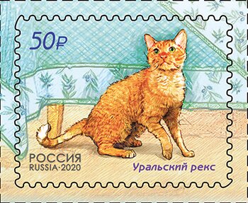 Cats(Ural Rex)