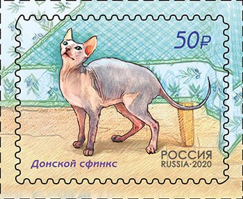 Cats(Don Sphynx)