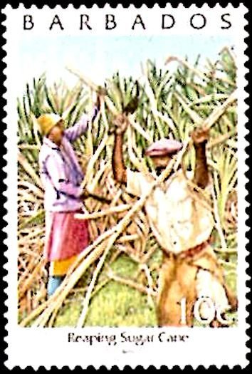 Reaping sugar cane