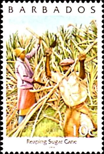 Reaping sugar cane