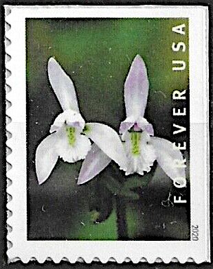 Three Birds Orchid (Triphora trianthophoros)