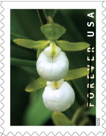 California Lady's Slipper (Cypripedium californicum)