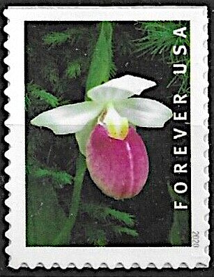 Showy Lady's Slipper (Cypripedium reginae)