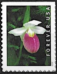 Stamp, Showy Lady's Slipper (Cypripedium reginae), United States of America,  , Flowers, Orchids, Plants (Flora)
