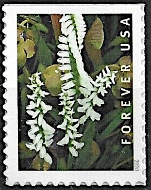 Marsh Lady's Tresses (Spiranthes odorata)