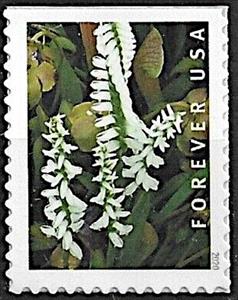 Stamp, Marsh Lady's Tresses (Spiranthes odorata), United States of America,  , Flowers, Orchids, Plants (Flora)
