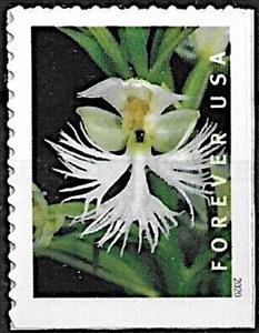 Stamp, Eastern Prairie Fringed Orchid (Platanthera leucophaea), United States of America,  , Flowers, Orchids, Plants (Flora)